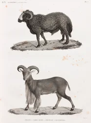 Zoogdieren: een ram met een grote staart en een manenschaap