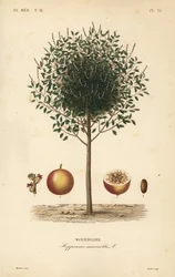 Manchioneelboom, Hippomane mancinella, Mancenillier
