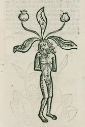 Alruin