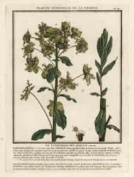 Moeraswolfsmelk, Euphorbia palustris
