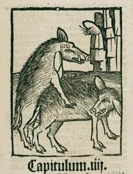 Parende zwijnen