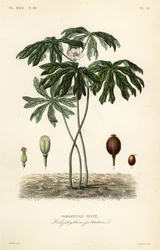 Mayapple of Amerikaanse alruin, Podophyllum peltatum