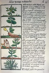 Medicinale planten, tekst in Nahuatl, uit facsimile van manuscript Algemene Geschiedenis van de Dingen van Nieuw-Spanje, ook bekend als Florentijnse Codex, door Bernardino de Sahagun