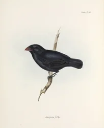 Middelgrote grondvink, Galapagos Eilanden, ca. 1832-1836