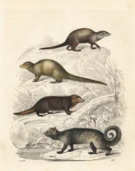 Stokstaartje, Suricata suricatta 1, Indiase grijze mangoest, Herpestes edwardsii 2, gewone kusimanse, Crossarchus obscurus 3, en Aziatische palmroller, Paradoxurus hermaphroditus 4. Handgekleurde lithografie uit Carl Hoffmann