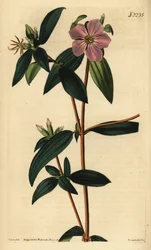 Melastoma osbeckioides. Handgekleurde kopergravure door Weddell naar een illustratie door John Curtis uit Samuel Curtis