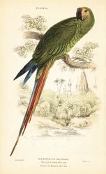 Militaire ara, Ara militaris, 1889