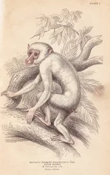 Moormakaak, Macaca maura (Macacus maimon brachyurus). Witte maimon, vermoedelijk een albino jong. Met de hand ingekleurde staalgravure door Lizars naar een illustratie van Charles Hamilton Smith uit William Jardines „Naturalist