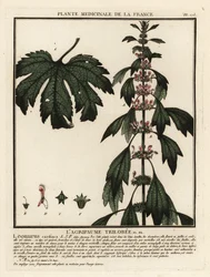 Hartgespan, Leonurus cardiaca
