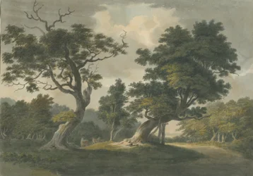 Needwood Bos: aquarel schilderij, nd [begin 19e eeuw]