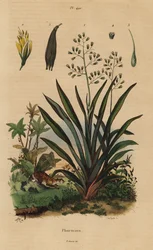 Nieuw-Zeelands vlas of harakeke, Phormium tenax