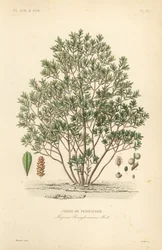Noordelijke wasbes, Myrica pensylvanica, cirier de pensylivanie