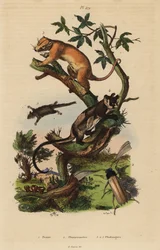 Noordelijke gewone koeskoes, Phalanger orientalis 3, geelbuikglijder, Petaurus australis 4, veerstaartglijder, Acrobates pygmaeus 5, Peziza schimmel 1 en Psygmatocerus wagleri kever 2