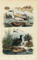 Jan-van-gent, roodvoorhoofdkoet, zeewier en wesp