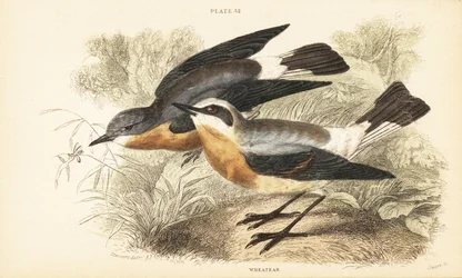 Noordse tapuit, Oenanthe oenanthe