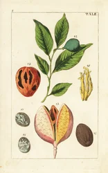 Nootmuskaat en foelieboom, Myristica fragrans