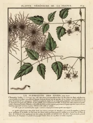 Bosrank, Clematis vitalba