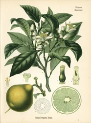 Oranje bergamot, Citrus bergamia. Chromolithografie naar een botanische illustratie uit Hermann Adolph Koehler