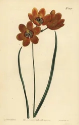 Oranje gekleurde monadelphous ixia, Ixia monadelpha