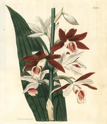 Orchideeënvariëteit Bifrenaria - Grote moerasorchidee Phaius tankervilleae (Lady Tankerville