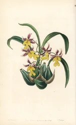Orchidee variëteit Oncidium - Oncidium ghiesbreghtianum orchidee