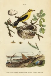 Oriole merel, Gymnomystax mexicanus, nest en eieren, chocolade loricarid gepantserde meerval, Loricaria cataphracta, en dennenbladwesp, Neodiprion sertifer