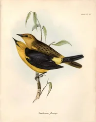 Ornithologie: 