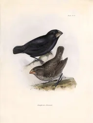 Ornithologie: Geospiza strenua of geospize Beschrijving van een zangvogel door Charles Darwin (1809-1882) waargenomen tijdens zijn expeditie aan boord van de Beagle. Plaat uit The zoology of the voyage of H.M.S. Beagle. Deel III, Vogels beschreven door Joh