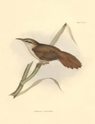 Ornithologie: Limnornis curvirostris van de furnariid familie beschreven door Charles Darwin tijdens zijn expeditie aan boord van de Beagle. Plaat uit The zoology of the voyage of H.M.S. Beagle. Deel III, Vogels beschreven door John Gould, met opmerking ov