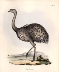 Ornithologie: Rhea Darwinii Nandou de Darwin geobserveerd en beschreven door Charles Darwin tijdens zijn expeditie aan boord van de Beagle. Plaat uit The zoology of the voyage of H.M.S. Beagle. Deel III, Vogels beschreven door John Gould, met opmerking ove