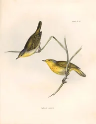Ornithologie: Sylvicola aureola vinken geobserveerd en beschreven door Charles Darwin (1809-1882). Plaat uit The zoology of the voyage of H.M.S. Beagle. Deel III, Vogels beschreven door John Gould, met opmerking over hun gewoonten door Charles Darwin