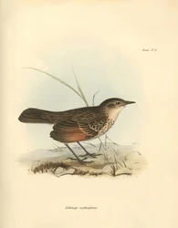 Ornithologie: De 