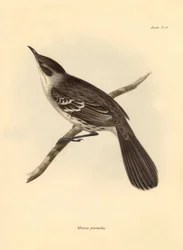 Ornithologie: De Mimus parnilus van de spotvogelfamilie beschreven door Charles Darwin tijdens zijn ontdekkingsreis aan boord van de Beagle. Plaat uit The Zoology of the voyage of H.M.S. Beagle onder het bevel van kapitein Fitzroy tijdens de jaren 1832 tot
