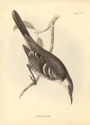 Ornithologie: De Mimus trifasciatus van de spotvogelfamilie beschreven door Charles Darwin tijdens zijn ontdekkingsreis aan boord van de Beagle. Plaat uit The Zoology of the voyage of H.M.S. Beagle onder het bevel van kapitein Fitzroy tijdens de jaren 1832