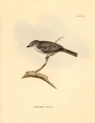 Ornithologie: De 