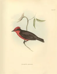Ornithologie: De "Pyrocephalus parvirostris" van de vogelsoort beschreven door Charles Darwin tijdens zijn ontdekkingsreis aan boord van de Beagle. Plaat uit "The Zoology of the voyage of H.M.S. Beagle under the command of Captain Fitzroy during the years 