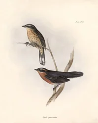 Ornithologie: Tohi (of pipilo) Beschrijving van een zangvogel door Charles Darwin (1809-1882) geobserveerd tijdens zijn expeditie aan boord van de Beagle. Plaat uit The zoology of the voyage of H.M.S. Beagle. Deel III, Vogels beschreven door John Gould, me