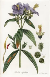 Osbeckia uit Nepal - Lithografie door J. Swan, naar een illustratie van William Jackson Hooker (1785-1865), extract uit Flora Exotic, Schotland