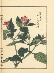 Oshiroibana of wonder van Peru, Mirabilis jalapa. Handgekleurde houtblokprint uit Kusa Bana Hyakushu (Honderd Variëteiten van Bloemen), Tokyo, Yamada
