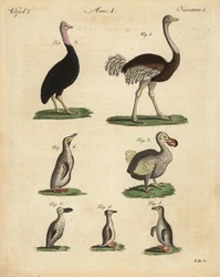 Struisvogel, kasuaris, uitgestorven dodo en pinguïnsoort