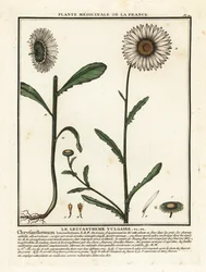 Margriet, Leucanthemum vulgare