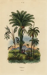 Palmbomen: dadelpalm, Phoenix dactylifera 1, Attalea soort 2, en Geonoma soort 3