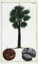 Palmyra palm, Borassus flabellifer