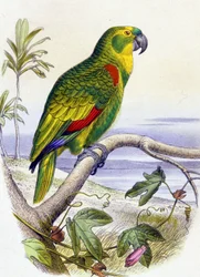 Papegaai met blauwe voorkant