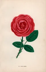 Paul Neron roos, scharlaken hybride gekweekt door Monsieur Levet in Lyon in 1869. Chromolithografie getekend en gelithografeerd naar de natuur door F. Grobon uit Hippolyte Jamain en Eugene Forney
