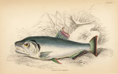 Payara, Hydrolycus armatus (Sterktandige hydrocyon, Hydrocyon? armatus). Handgekleurde staalgravure door W.H. Lizars naar een illustratie van James Stewart uit Robert Schomburg