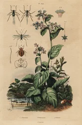 Perzikluis, Myzus persicae 1, rozenluis, Macrosiphum rosae 2, Virginia bluebells, Mertensia pulmonarioides 3, en bedwants, Cimex lectularius 4
