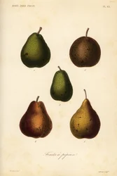 Perenrassen