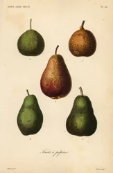 Peer variëteiten, Pyrus communis