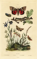 Pease bloesem, Periphanes delphinii, katoenbollworm, Helicoverpa armigera, gele ondervleugel, Anarta myrtilli, en grote gele ondervleugel, Noctua pronuba, larve en pop